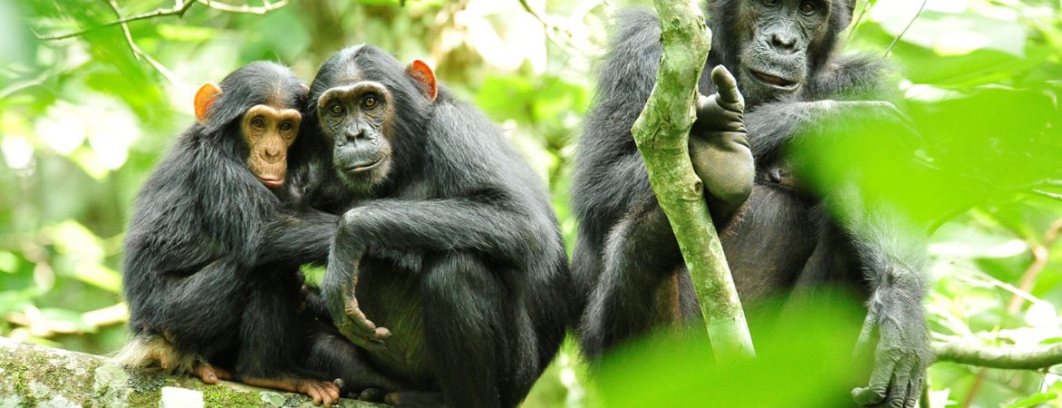 8 Days Bwindi Gorilla Tracking Safari
