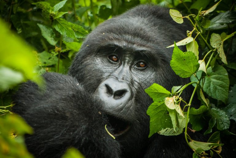 Bwindi Impenetrable Forest