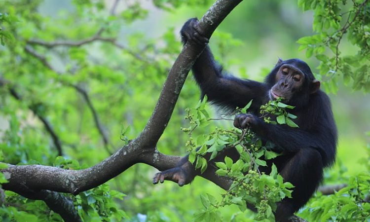 Murchison Falls National Park scenery 1