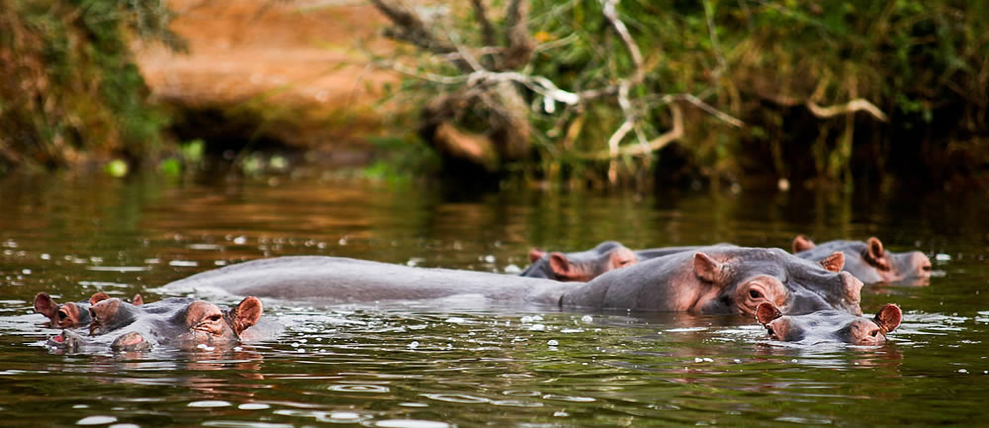 Murchison Falls National Park scenery 4