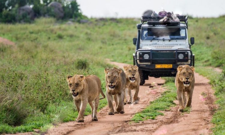 Safari landscape